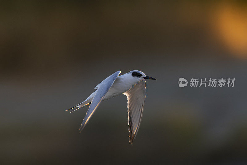 福斯特的燕鸥，Sterna forsteri，海湾地区，旧金山，加利福尼亚，美国。